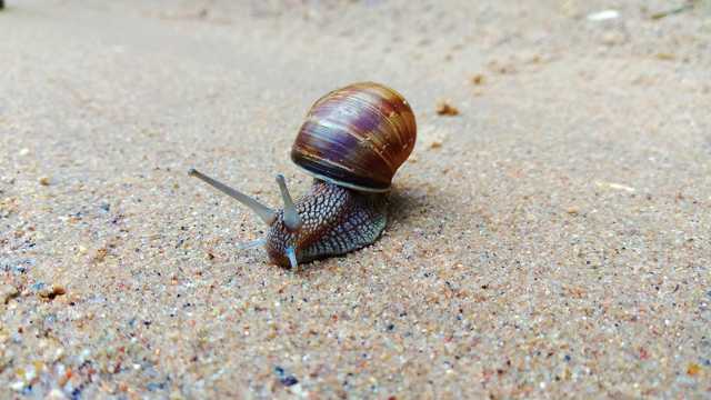 沙地蜗牛爬行图片