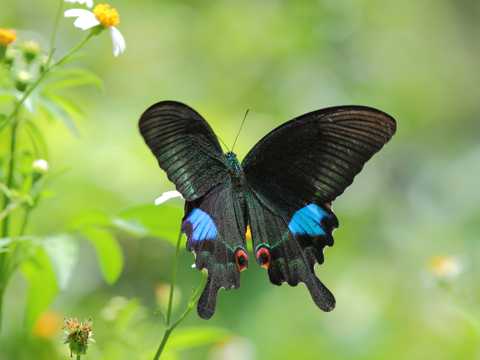 唯美黑色蝴蝶图片