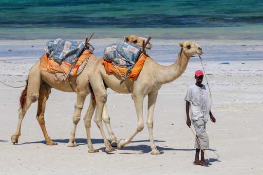 勤劳的大漠之舟骆驼图片