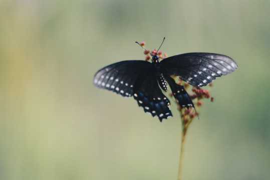黑色大蝴蝶图片