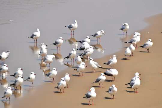 海滩上一群海鸥图片