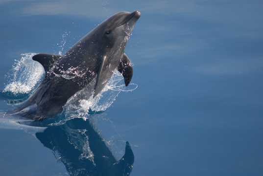 水中嬉戏的海豚