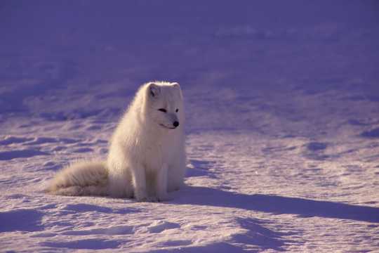 雪地上的北极狼