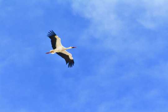 展翅高飞的白鹤