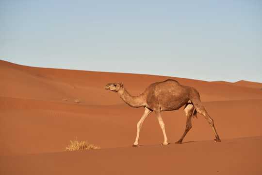 戈壁骆驼高清图片