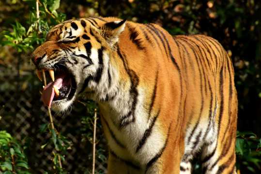 野生动物孟加拉虎图片