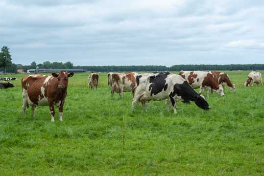 草坪放牧牛群图片