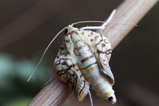 蝴蝶破蛹过程图片