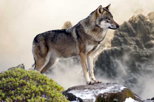 山顶的野狼