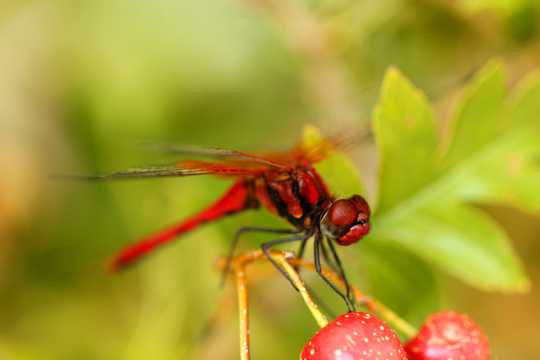 停歇的红蜻蜓