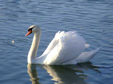 湖面上的大白鹅