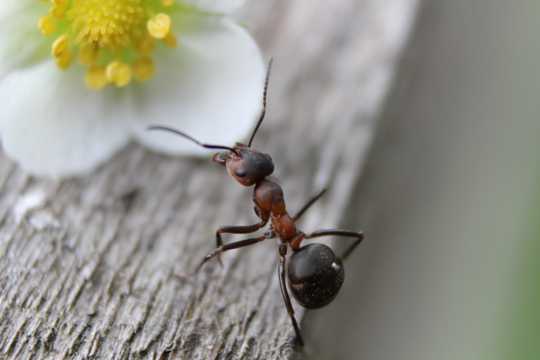蚂蚁高清高清图片