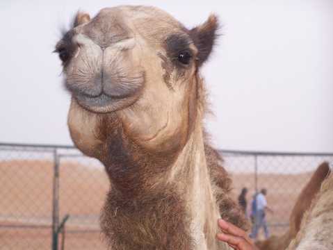 乖巧的骆驼图片