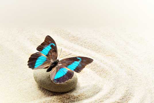 鹅卵石上蝴蝶图片