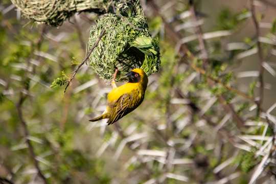 黄色的织巢鸟图片