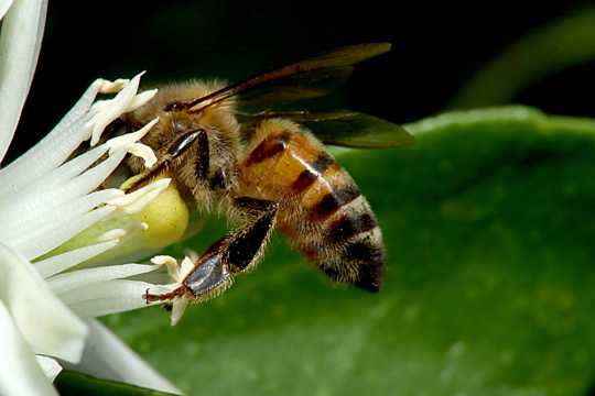大蜜蜂采蜂蜜图片