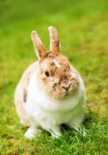 草地上的雷克斯兔