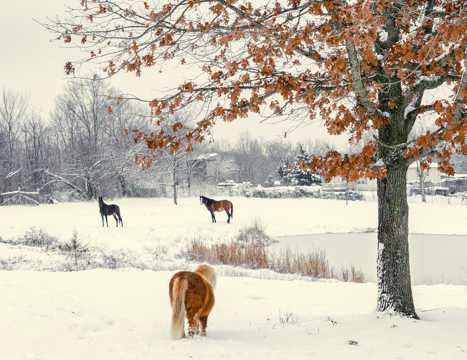 雪地里的马高清图片