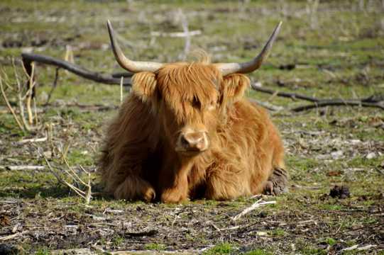 草地上的牦牛