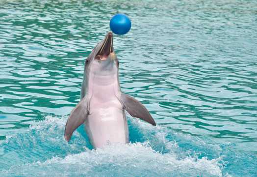 哺乳动物海豚表演图片