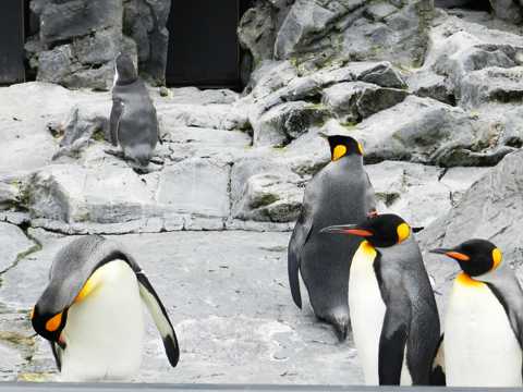 水族馆里乖巧的企鹅图片