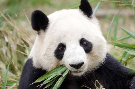 可爱的国宝大熊猫