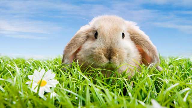 草坪里的小兔子图片