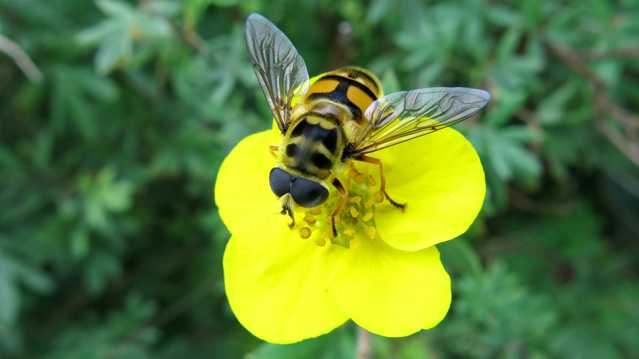 黄色花卉上的蜜蜂图片