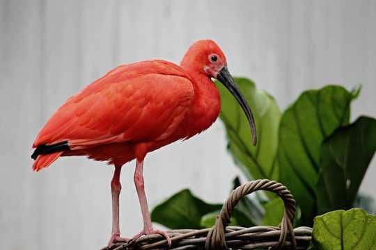 红鹮水鸟高清图片