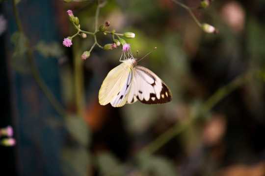 白粉蝶图片