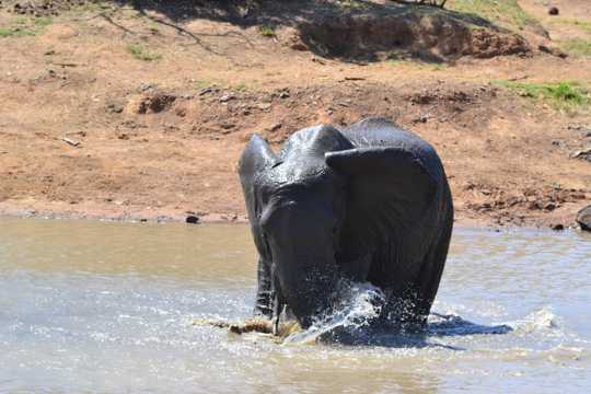 洗澡的非洲象