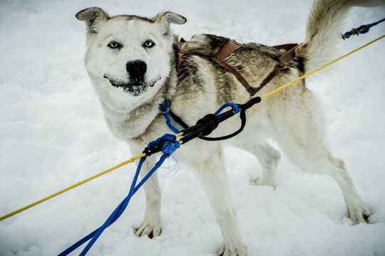 雪地上的哈士奇犬