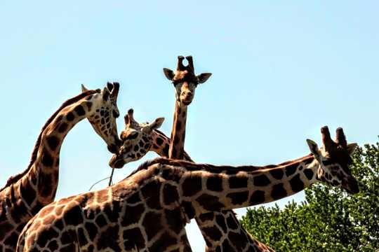 动物园长颈鹿群图片