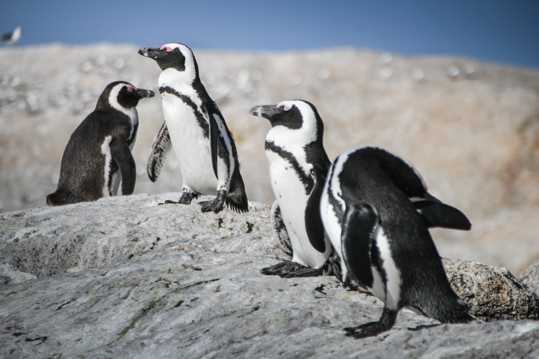 站立的南非企鹅