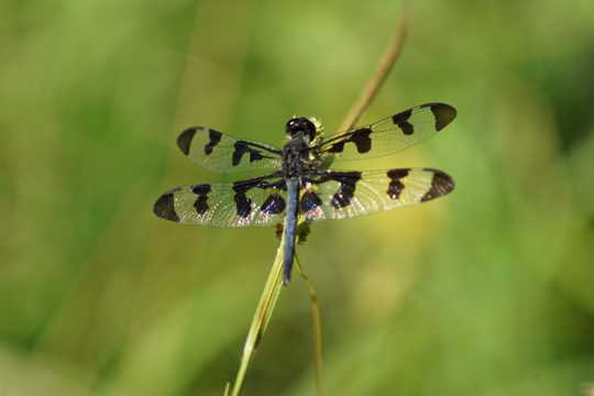 美丽的黑点蜻蜓