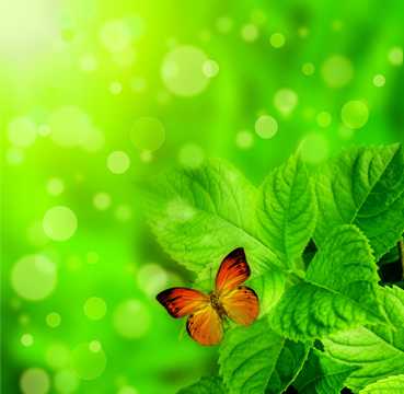 绿叶上的蝴蝶