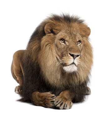 非洲狮王图片