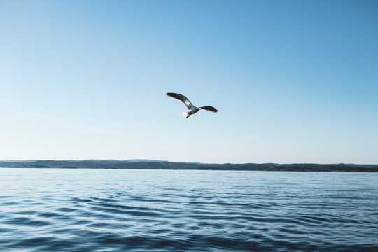 一只海鸥飞行图片