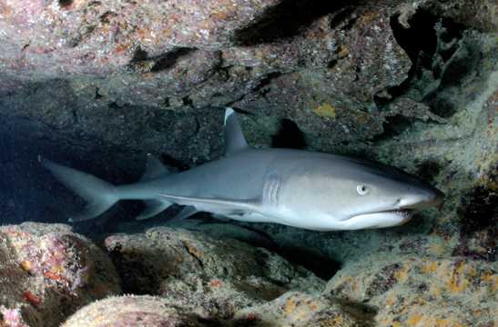 海底凶兽白鳍礁鲨鱼