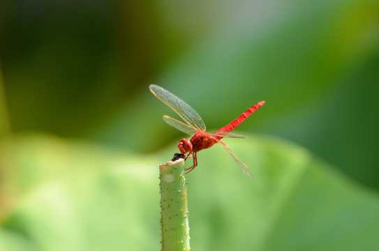 荷上的红蜻蜓