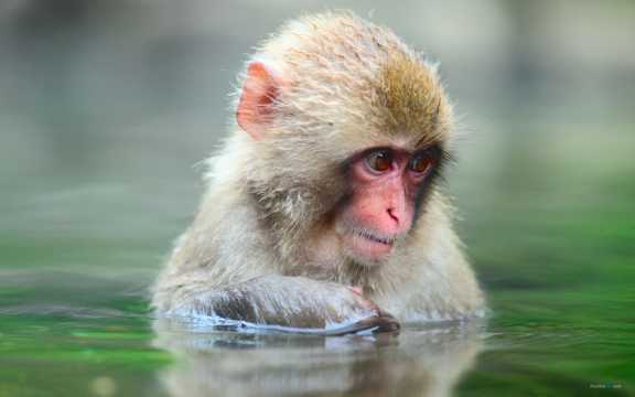 河水中露出脑袋的猴子