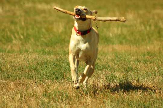 小狗训练奔跑图片