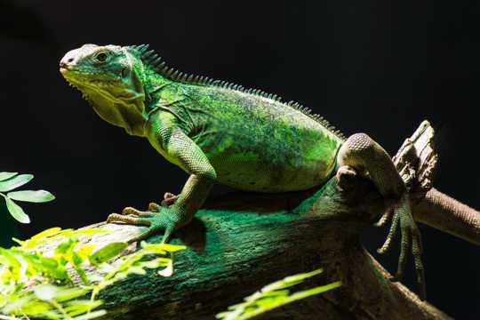 野生动物绿鬣蜥图片