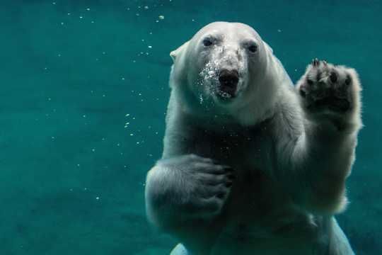 水中照相北极熊图片