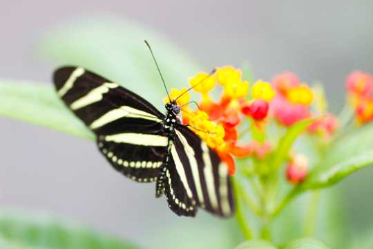 采蜜的斑马蝴蝶