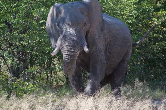 南非树林大象图片