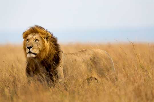 非洲草场狮子图片