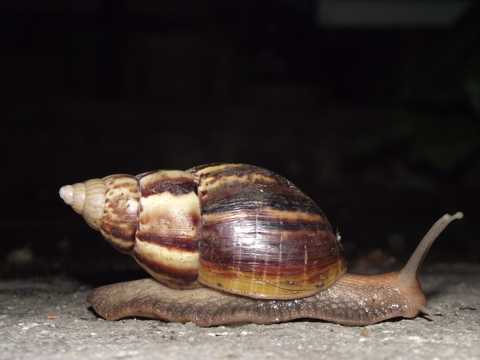 爬行的蜗牛高清图片
