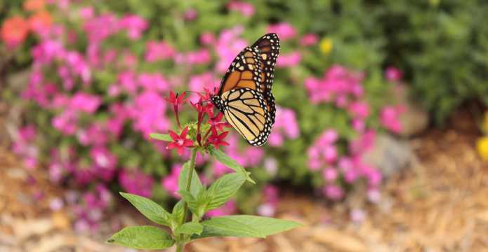 花卉上的虎斑蝶