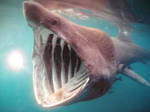凶猛的大鲨鱼